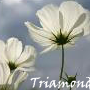 Triamond's Avatar