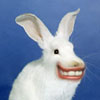 Mutantbunny's Avatar